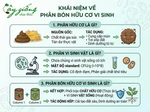 Phân Bón Hữu Cơ Vi Sinh Là Gì? Vai Trò Và Cách Bón Chuẩn
