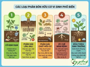 Phân Bón Hữu Cơ Vi Sinh Là Gì? Vai Trò Và Cách Bón Chuẩn