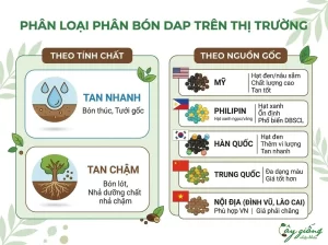 Phân DAP Là Gì? Công Dụng Và Cách Dùng Như Thế Nào?