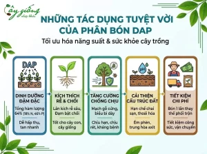Phân DAP Là Gì? Công Dụng Và Cách Dùng Như Thế Nào?