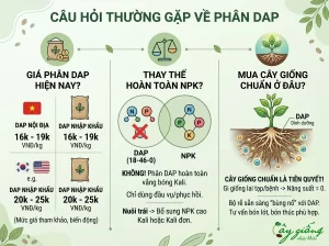 Phân DAP Là Gì? Công Dụng Và Cách Dùng Như Thế Nào?