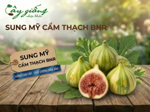 Sung Mỹ Cẩm Thạch BNR