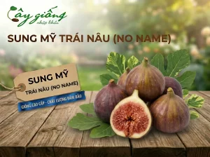 Sung Mỹ Trái Nâu (No Name)