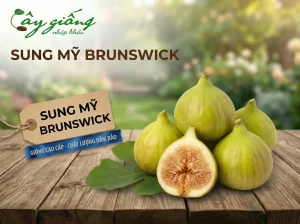 Sung Mỹ Brunswick