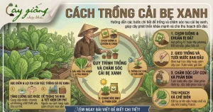 Cách Trồng Cải Bẹ Xanh Tại Nhà Đơn Giản, Năng Suất Cao