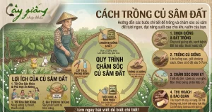 Hướng Dẫn Cách Trồng Củ Sâm Đất Củ To, Năng Suất Cao