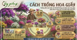 Chi Tiết Cách Trồng Hoa Giấy Nở Rộ Quanh Năm
