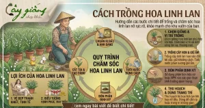 Cách Trồng Hoa Linh Lan Chuẩn Kỹ Thuật, 100% Ra Hoa