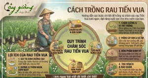 Cách Trồng Rau Tiến Vua Tại Nhà Đơn Giản, Năng Suất Cao
