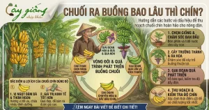 Chuối Ra Buồng Bao Lâu Thì Chín? Giải Đáp Từ Chuyên Gia
