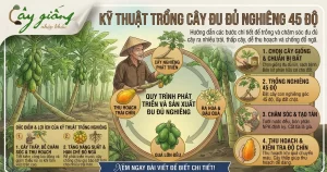 Kỹ Thuật Trồng Cây Đu Đủ Nghiêng Sai Quả, Năng Suất Cao