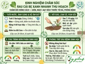 Cách Trồng Cải Bẹ Xanh Tại Nhà Đơn Giản, Năng Suất Cao