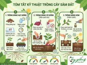 Hướng Dẫn Cách Trồng Củ Sâm Đất Củ To, Năng Suất Cao