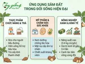 Hướng Dẫn Cách Trồng Củ Sâm Đất Củ To, Năng Suất Cao
