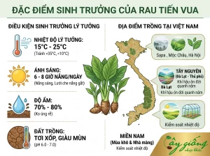 Cách Trồng Rau Tiến Vua Tại Nhà Đơn Giản, Năng Suất Cao