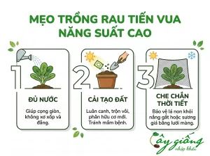 Cách Trồng Rau Tiến Vua Tại Nhà Đơn Giản, Năng Suất Cao