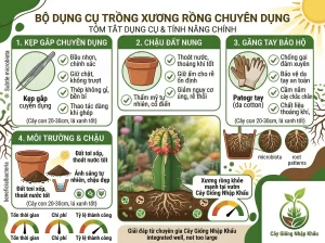 Cách Trồng Xương Rồng Đúng Kỹ Thuật, Cây Khỏe Đẹp