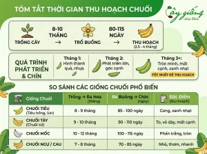 Chuối Ra Buồng Bao Lâu Thì Chín? Giải Đáp Từ Chuyên Gia