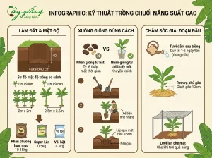 Chuối Ra Buồng Bao Lâu Thì Chín? Giải Đáp Từ Chuyên Gia