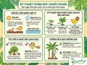 Chuối Ra Buồng Bao Lâu Thì Chín? Giải Đáp Từ Chuyên Gia