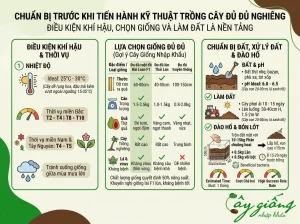 Kỹ Thuật Trồng Cây Đu Đủ Nghiêng Sai Quả, Năng Suất Cao