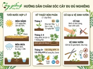 Kỹ Thuật Trồng Cây Đu Đủ Nghiêng Sai Quả, Năng Suất Cao